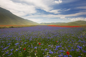 Flavia Mauri<br /></noscript> Fioritura, per la vita di Castelluccio