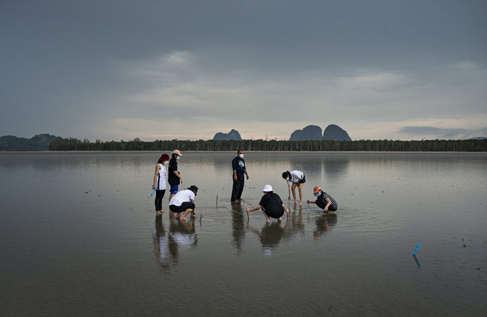 The local community of Trang during the seagrass transplanting activity in the Sikao bay.
This project, involving the young generation, started in 2004 after a severe storm hit the coasts destroying large part of the seabed.
The PH and the 02 level in the water begun to gradually changed, resulting in a loss of biodiversity.
Thanks to these continuous efforts by the local community, since 2018 the seagrass planted in the beginning of the project have
totally developed. The ecosystem slowly recovered its health status with a noticeably increase of the fish fauna.