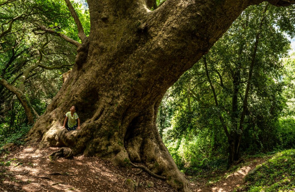 Elisabetta Zavoli Elisabetta Zavoli