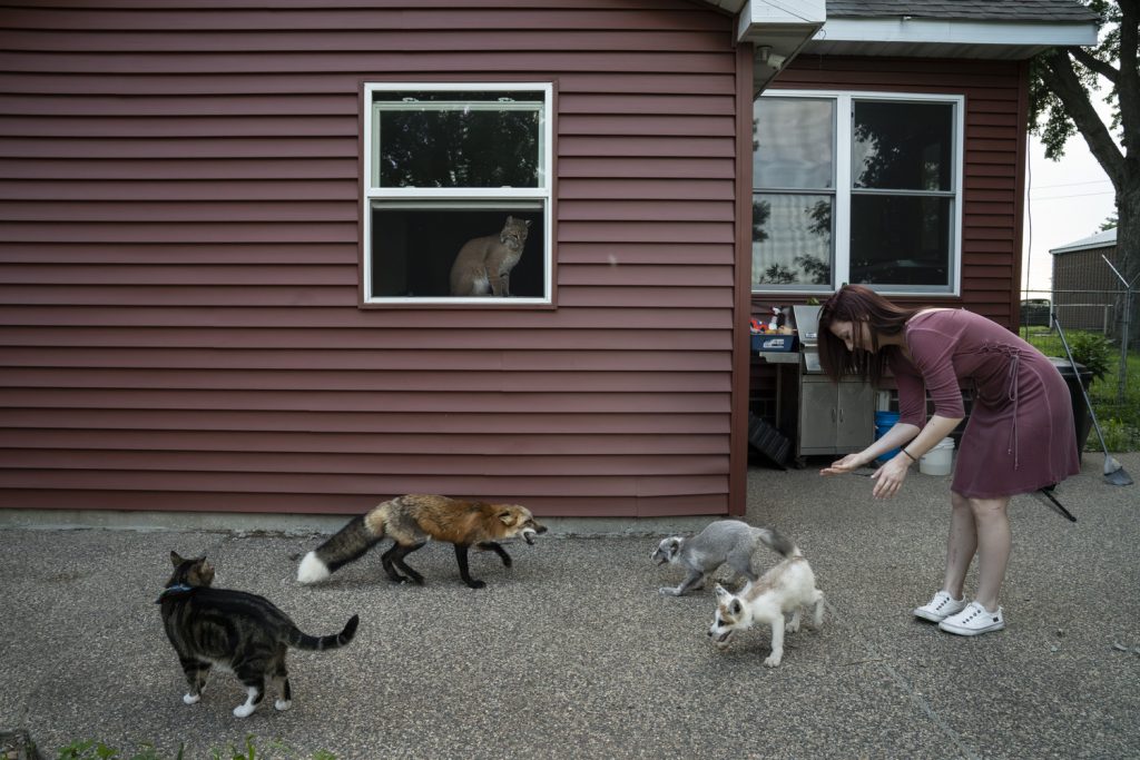 13 - Savannah In The Window Watching Kellie And Foxes with Cat