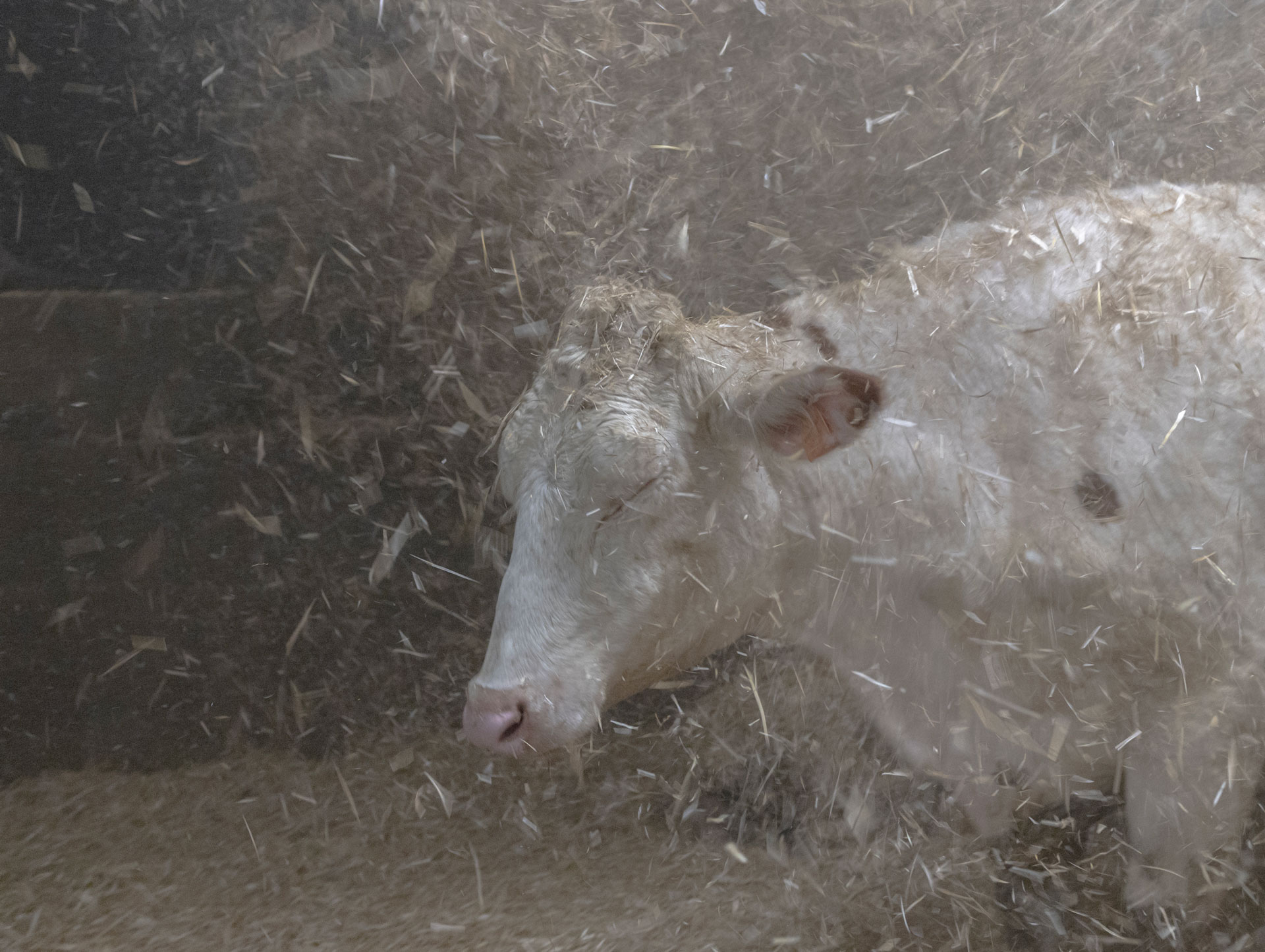 Gabriele-Cecconi--Elegia-Lodigiana-5