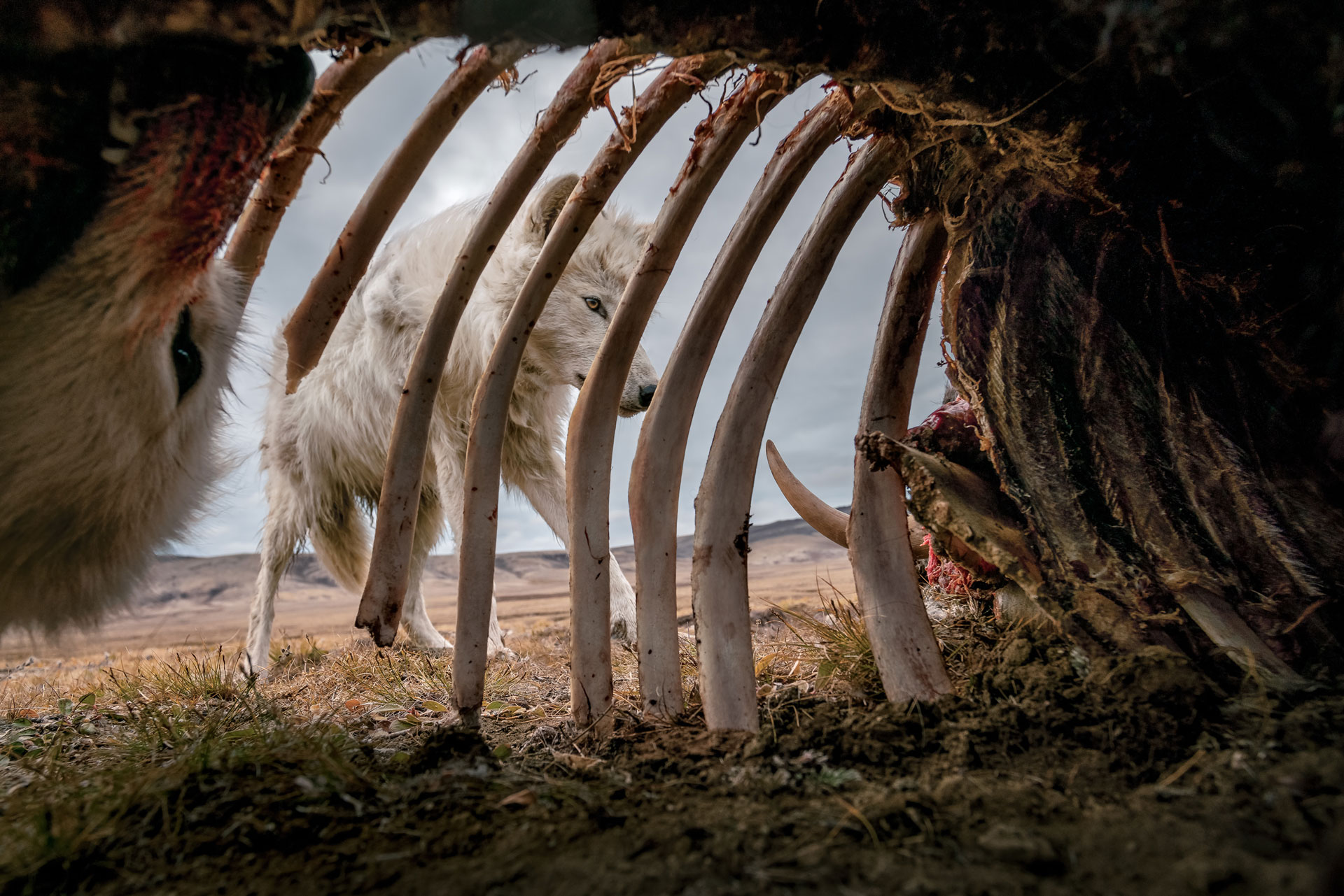 The Wolves of the High Arctic